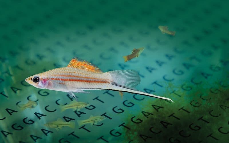 Why females and males age differently — Texas State looks for the answer with fish and genomics