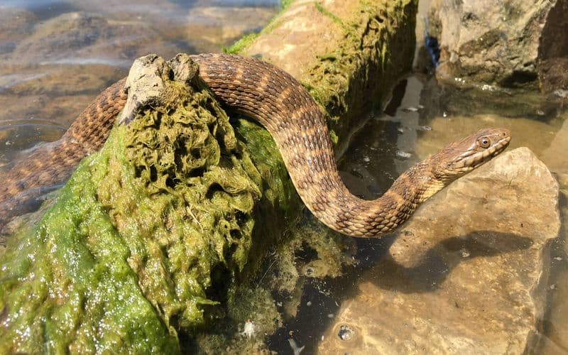 Twenty years of tracking a snake found only in Texas — and the move from documenting its decline to reversing it